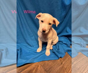 Labrador Retriever-Retriever Mix Dogs for adoption in Duluth, MN, USA