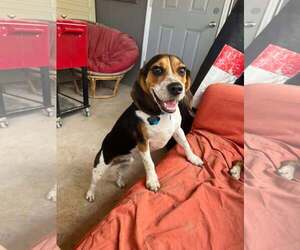 Beagle Dogs for adoption in Las Vegas, NV, USA