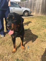 Rottweiler Dogs for adoption in New York, NY, USA