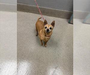 Chihuahua-Unknown Mix Dogs for adoption in Las Vegas, NV, USA
