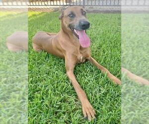 Doberman Pinscher-Great Dane Mix Dogs for adoption in Riverside, CA, USA