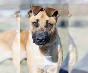 Black Mouth Cur-Unknown Mix Dogs for adoption in McKinney, TX, USA