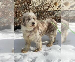 Bearded Collie Dogs for adoption in St. Louis Park, MN, USA
