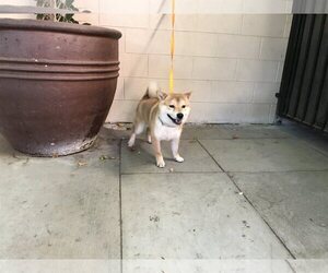 Shiba Inu Dogs for adoption in pomona, CA, USA