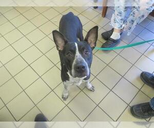 American Staffordshire Terrier Dogs for adoption in Ocala, FL, USA