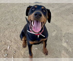 Rotterman Dogs for adoption in Martinez, CA, USA