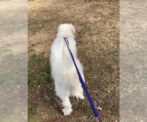 Great Pyrenees Dogs for adoption in Greenbelt, MD, USA