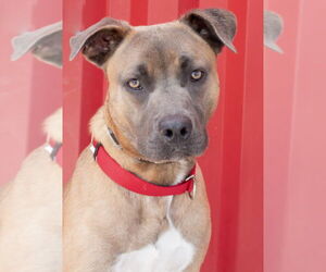 German Shepherd Dog-Unknown Mix Dogs for adoption in Tracy, CA, USA