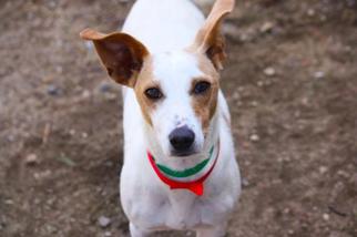 Shih Tzu Dogs for adoption in Dumfries, VA, USA