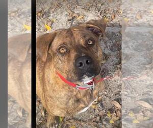 Mutt Dogs for adoption in Holly Springs, NC, USA