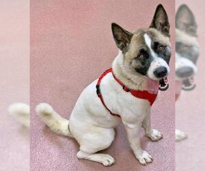 Akita Dogs for adoption in Ogden, UT, USA