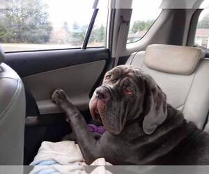 Neapolitan Mastiff Dogs for adoption in McMinnville, OR, USA