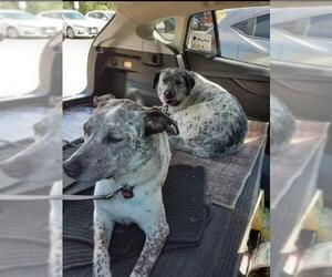 Australian Cattle Dog-Labrador Retriever Mix Dogs for adoption in Fallbrook, CA, USA