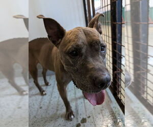 American Pit Bull Terrier-German Shepherd Dog Mix Dogs for adoption in Osgood, IN, USA