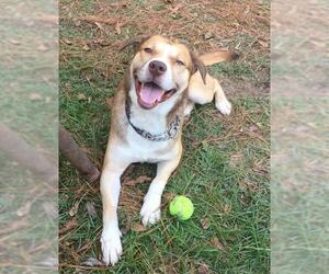 Australian Shepherd-Huskies  Mix Dogs for adoption in Seahurst, WA, USA