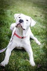Bulloxer Dogs for adoption in Kettering, OH, USA