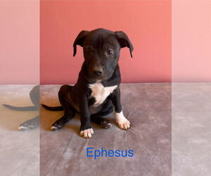 American Pit Bull Terrier-Labrador Retriever Mix Dogs for adoption in Topeka, KS, USA