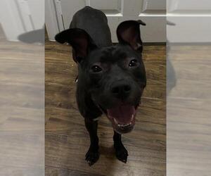 Mutt Dogs for adoption in San Antonio, TX, USA