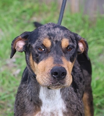 Catahoula Leopard Dog-Unknown Mix Dogs for adoption in San Antonio, TX, USA