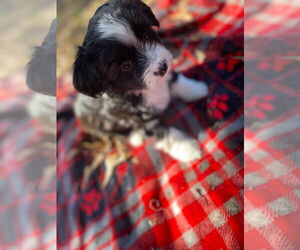 Australian Shepherd-Unknown Mix Dogs for adoption in Pacolet, SC, USA