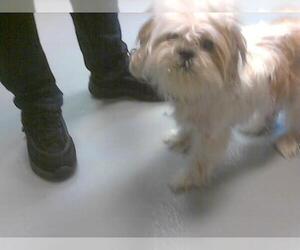 Shih Tzu Dogs for adoption in Fayetteville, NC, USA
