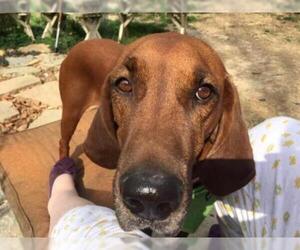 Redbone Coonhound Dogs for adoption in Batavia, OH, USA