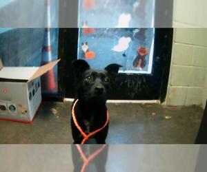 Labrador Retriever-Unknown Mix Dogs for adoption in Tulsa, OK, USA