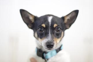 Chihuahua Dogs for adoption in Mountain Home, AR, USA