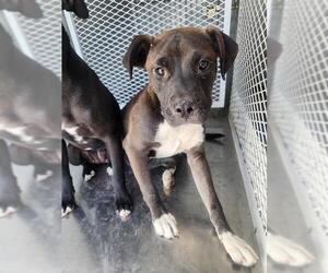 American Pit Bull Terrier Dogs for adoption in Bakersfield, CA, USA