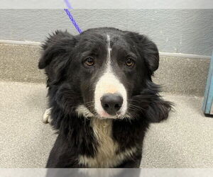 Border Collie-Unknown Mix Dogs for adoption in Las Vegas, NV, USA