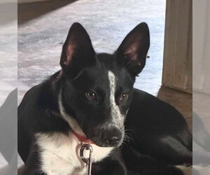 Mutt Dogs for adoption in Canton, CT, USA
