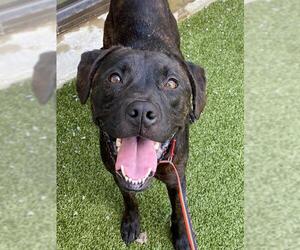 Labrador Retriever Dogs for adoption in Fayetteville, NC, USA