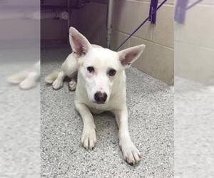 Basenji Dogs for adoption in Conroe, TX, USA