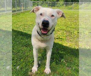 American Pit Bull Terrier-Unknown Mix Dogs for adoption in Shaftsbury, VT, USA