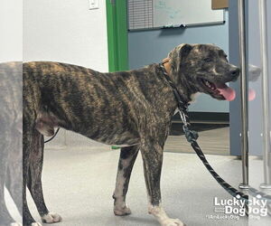 Retriever -Unknown Mix Dogs for adoption in Washington, DC, USA