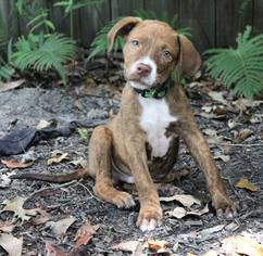 Medium Photo #1 Boxador Puppy For Sale in The Woodlands, TX, USA