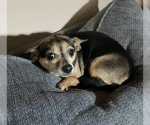 Chihuahua Dogs for adoption in Houston, TX, USA
