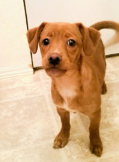 Labrador Retriever Dogs for adoption in Tehachapi, CA, USA