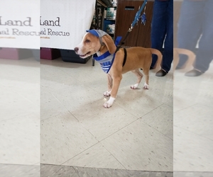 Mutt Dogs for adoption in Tampa , FL, USA