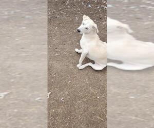 Labrador Retriever-Unknown Mix Dogs for adoption in San Antonio, TX, USA