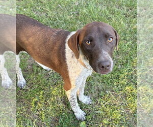 Pointer-Unknown Mix Dogs for adoption in Boston, MA, USA