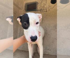 American Pit Bull Terrier-Unknown Mix Dogs for adoption in Oklahoma City, OK, USA