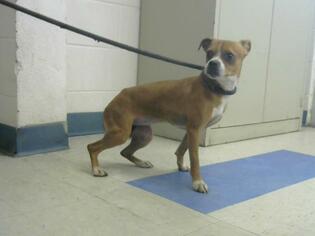 Chug Dogs for adoption in Palmetto, FL, USA
