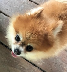 Pomeranian Dogs for adoption in springfield, VA, USA
