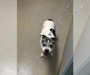 Mutt Dogs for adoption in Las Vegas, NV, USA