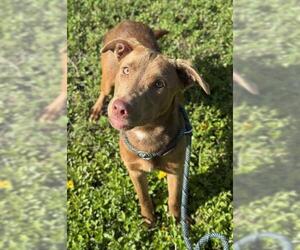 Labrador Retriever-Unknown Mix Dogs for adoption in Fort Lauderdale, FL, USA