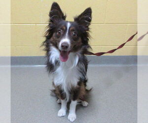 Australian Shepherd-Unknown Mix Dogs for adoption in Fort Collins, CO, USA