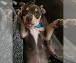 Chiweenie Dogs for adoption in Los Angeles, CA, USA