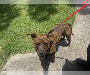 Medium Photo #1 American Pit Bull Terrier Puppy For Sale in Houston, TX, USA