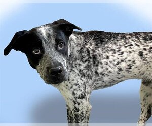 Australian Cattle Dog-Unknown Mix Dogs for adoption in Tulsa, OK, USA